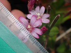 Epilobium ciliatum watsonii