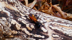 Palmodes praestans