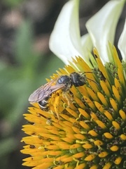 Halictus poeyi