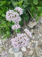 Valeriana montana