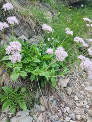Valeriana montana