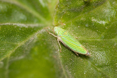 Graphocephala cythura
