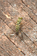 Chrysopilus asiliformis