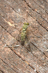 Chrysopilus asiliformis