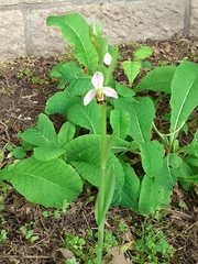 Ophrys apifera