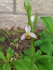 Ophrys apifera