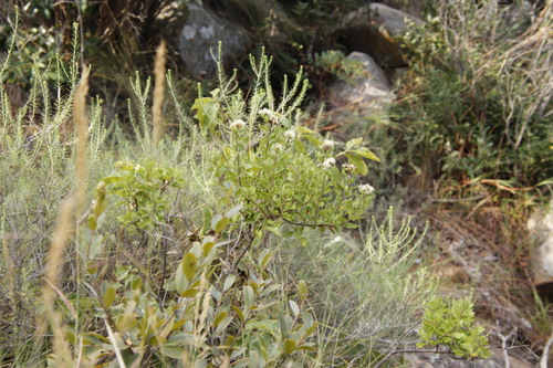 Image of Threes Bittertea (Gymnanthemum triflorum) by (c) Tony Rebelo, some rights reserved (CC BY-SA)