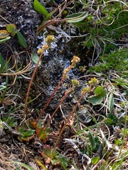 Micranthes foliolosa