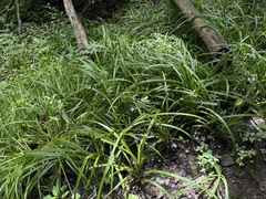Carex scabrata