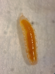 Aphidoletes
