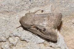 Hoplodrina blanda