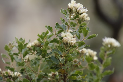 Image of Gymnanthemum triflorum by (c) Tony Rebelo, some rights reserved (CC BY-SA)