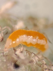 Aphidoletes
