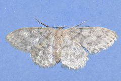 Idaea alyssumata