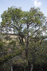 Cussonia natalensis