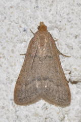 Bostra obsoletalis