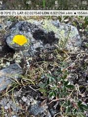 Potentilla nivea