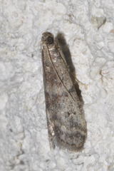 Ephestia woodiella