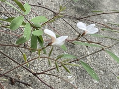 Galactia elliottii