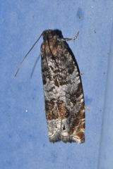 Ancylis achatana