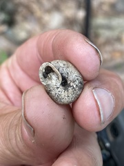 Triodopsis tridentata