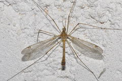 Tipula selene