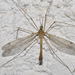 Tipula selene - Photo (c) Pascal Dubois, some rights reserved (CC BY-NC), uploaded by Pascal Dubois