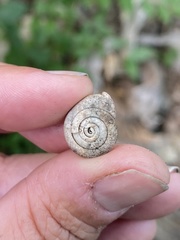 Triodopsis tridentata