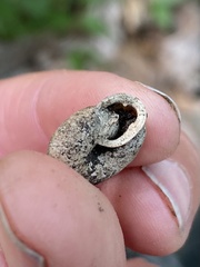 Triodopsis tridentata