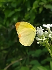 Pyrisitia dina westwoodi