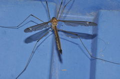 Tipula selene