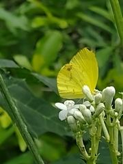 Pyrisitia dina westwoodi