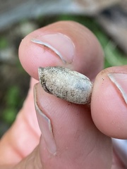 Triodopsis tridentata