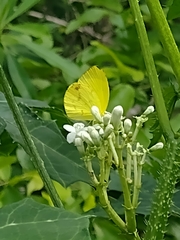 Pyrisitia dina westwoodi