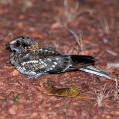 Hydropsalis cayennensis
