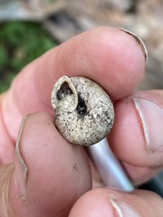 Triodopsis tridentata