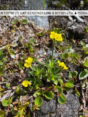 Draba alpina