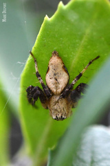 Oxyopes flavipalpis