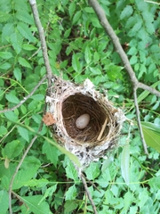 Vireo griseus