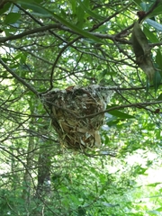 Vireo griseus
