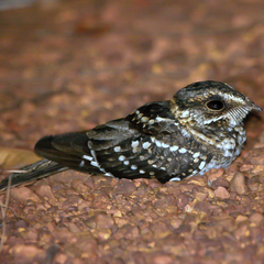 Hydropsalis cayennensis