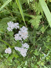 Achillea millefolium
