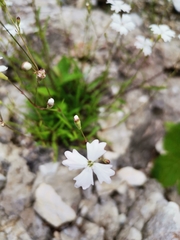 Heliosperma alpestre