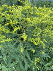 Solidago