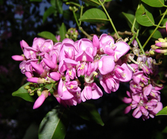 Lonchocarpus muehlbergianus