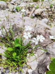 Heliosperma alpestre