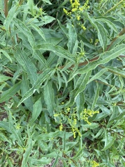 Solidago