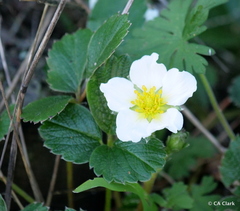 Fragaria chiloensis