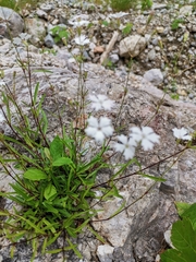 Heliosperma alpestre