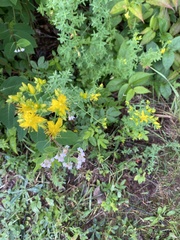 Hypericum perforatum